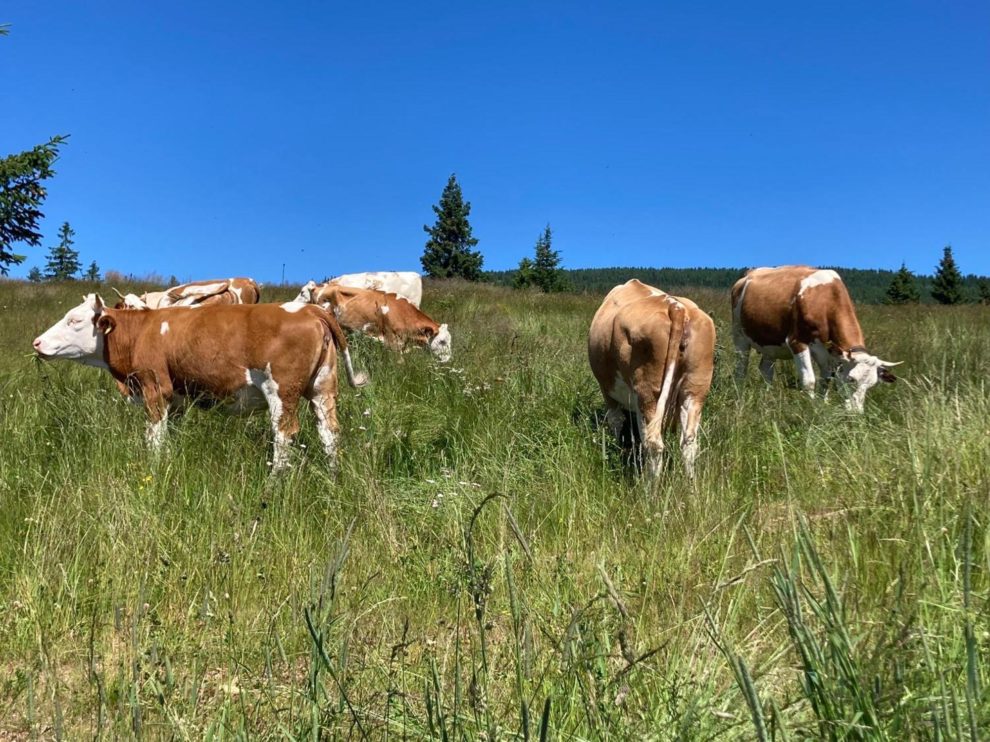 Feriendorf Koralpe Alpenrose Frantschach Εξωτερικό φωτογραφία