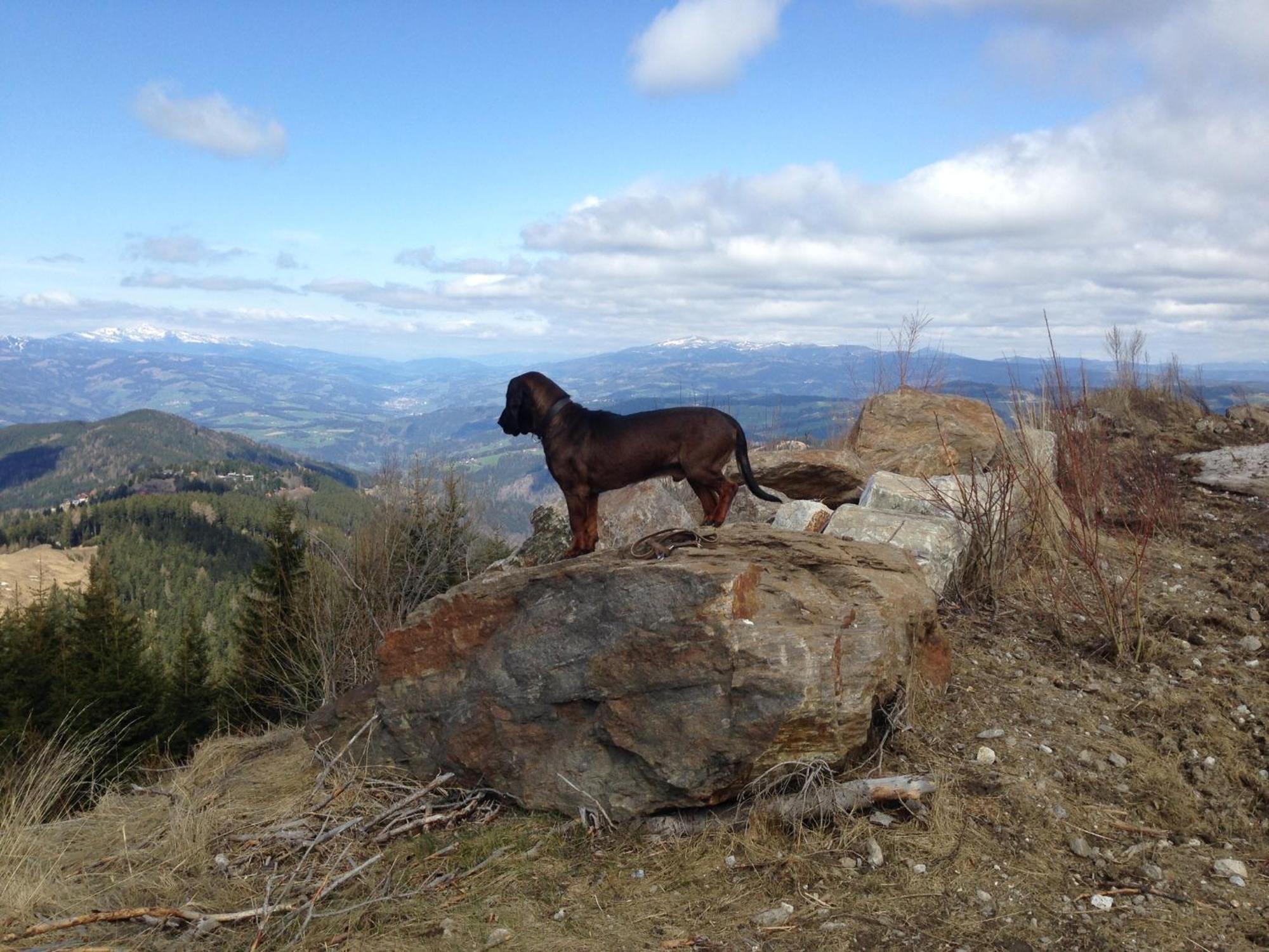 Feriendorf Koralpe Alpenrose Frantschach Εξωτερικό φωτογραφία